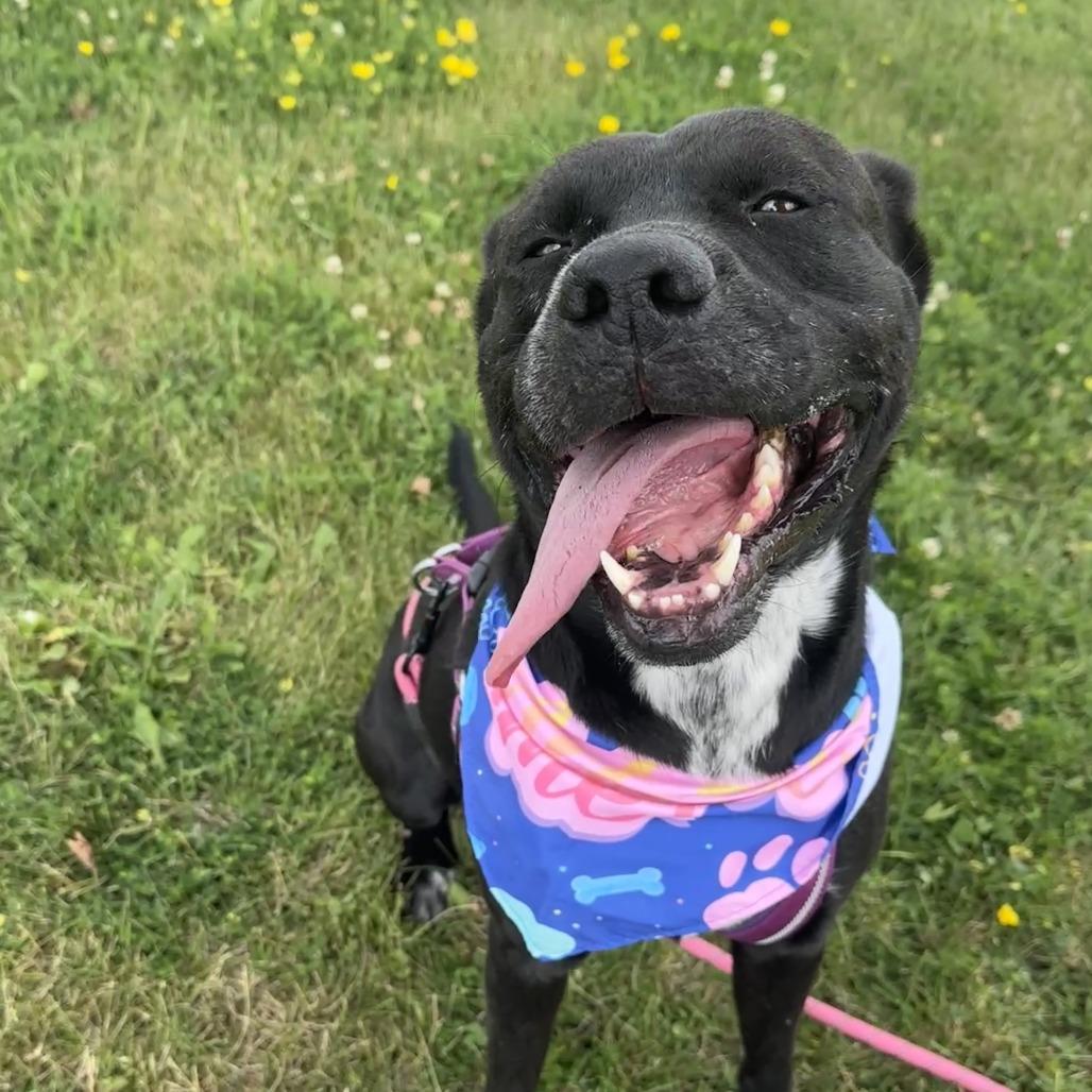 Enlarge Enzo (Sponsored), a Adoptable Pit Bull Terrier in Chariton, IA image 2/6
