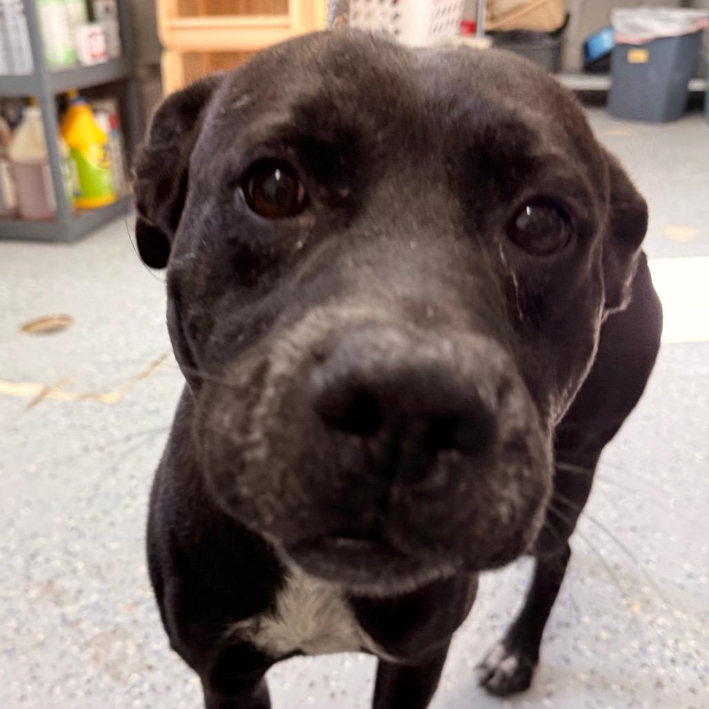 Enlarge Enzo, a Adoptable Pit Bull Terrier in Chariton, IA image 2/5