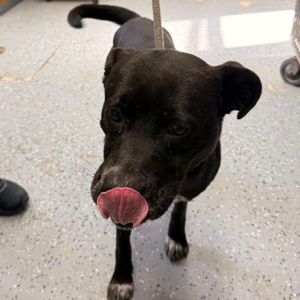 Enlarge Enzo, a Adoptable Pit Bull Terrier in Chariton, IA image 3/5