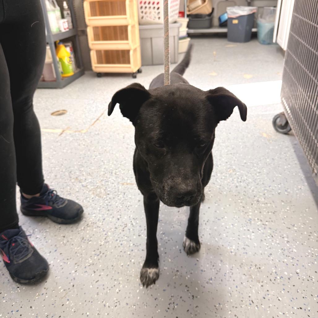 Enlarge Enzo, a Adoptable Pit Bull Terrier in Chariton, IA image 5/5