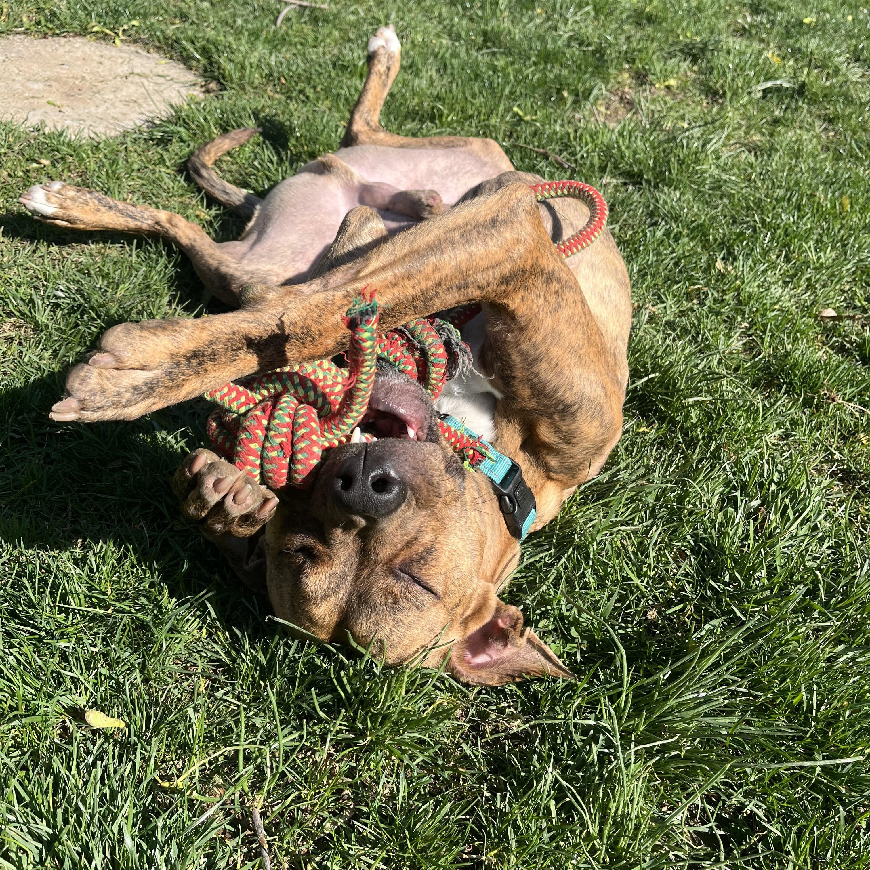 Enlarge Brad Pitt, a Adoptable mixed breed in House Springs, MO image 6/6