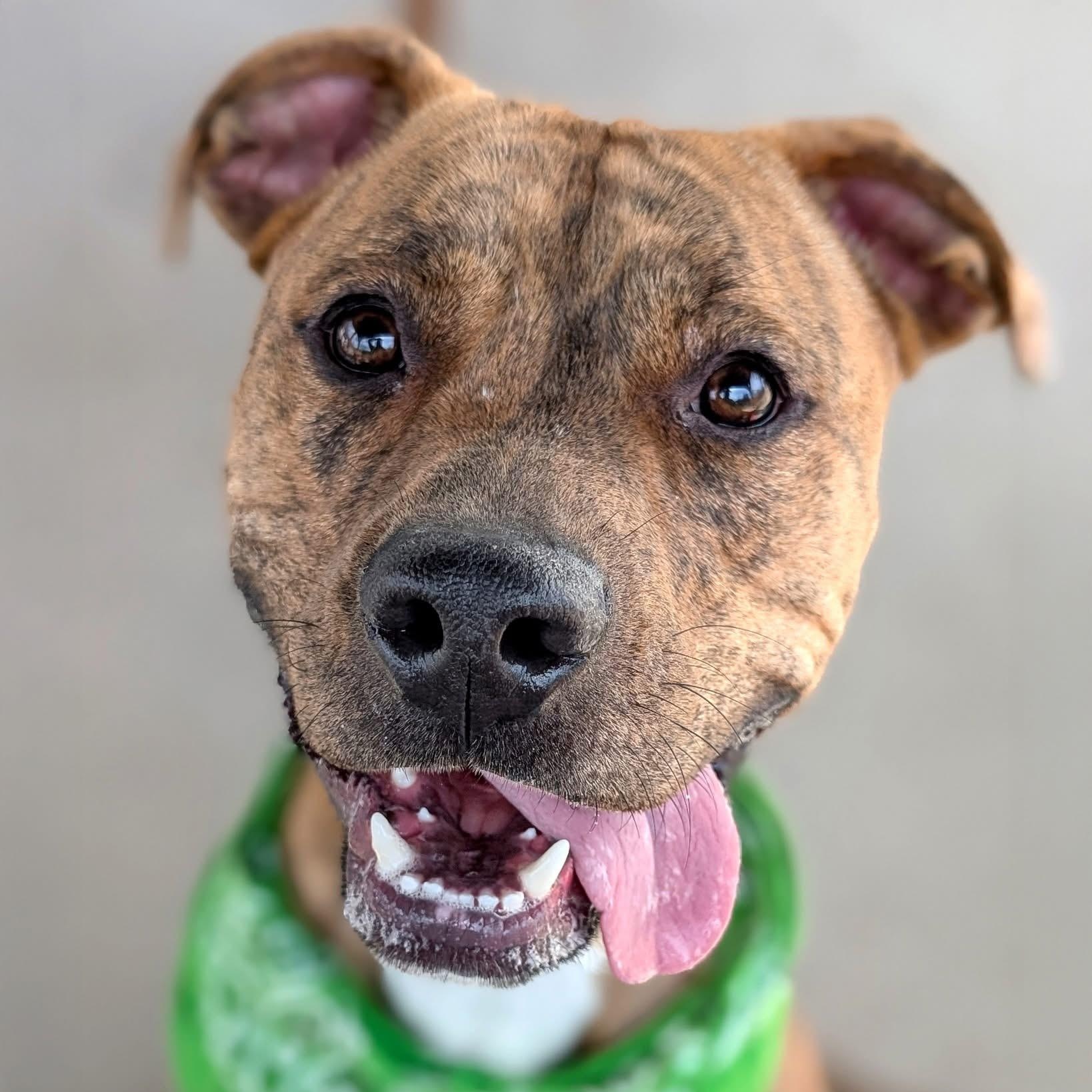 Enlarge Brad Pitt, a Adoptable mixed breed in House Springs, MO image 4/6