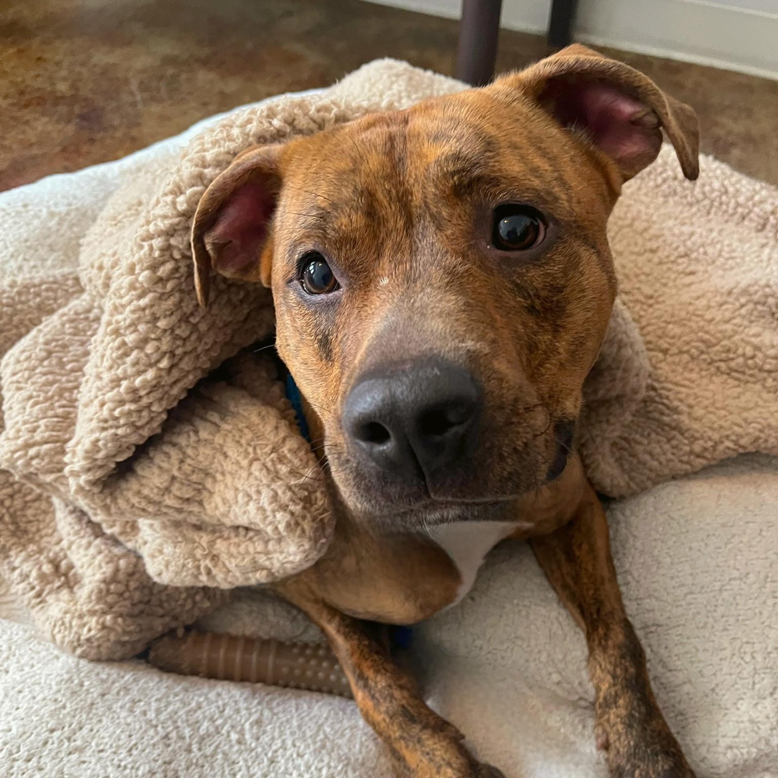 Enlarge Brad Pitt, a Adoptable mixed breed in House Springs, MO image 2/6