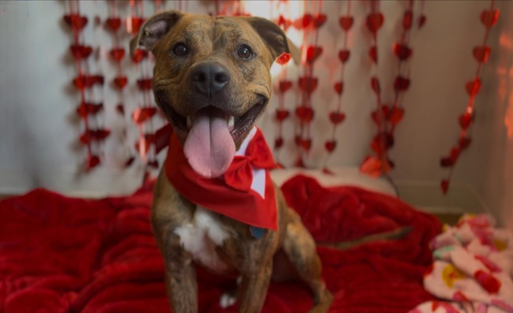 Enlarge Brad Pitt, a Adoptable mixed breed in House Springs, MO image 1/6