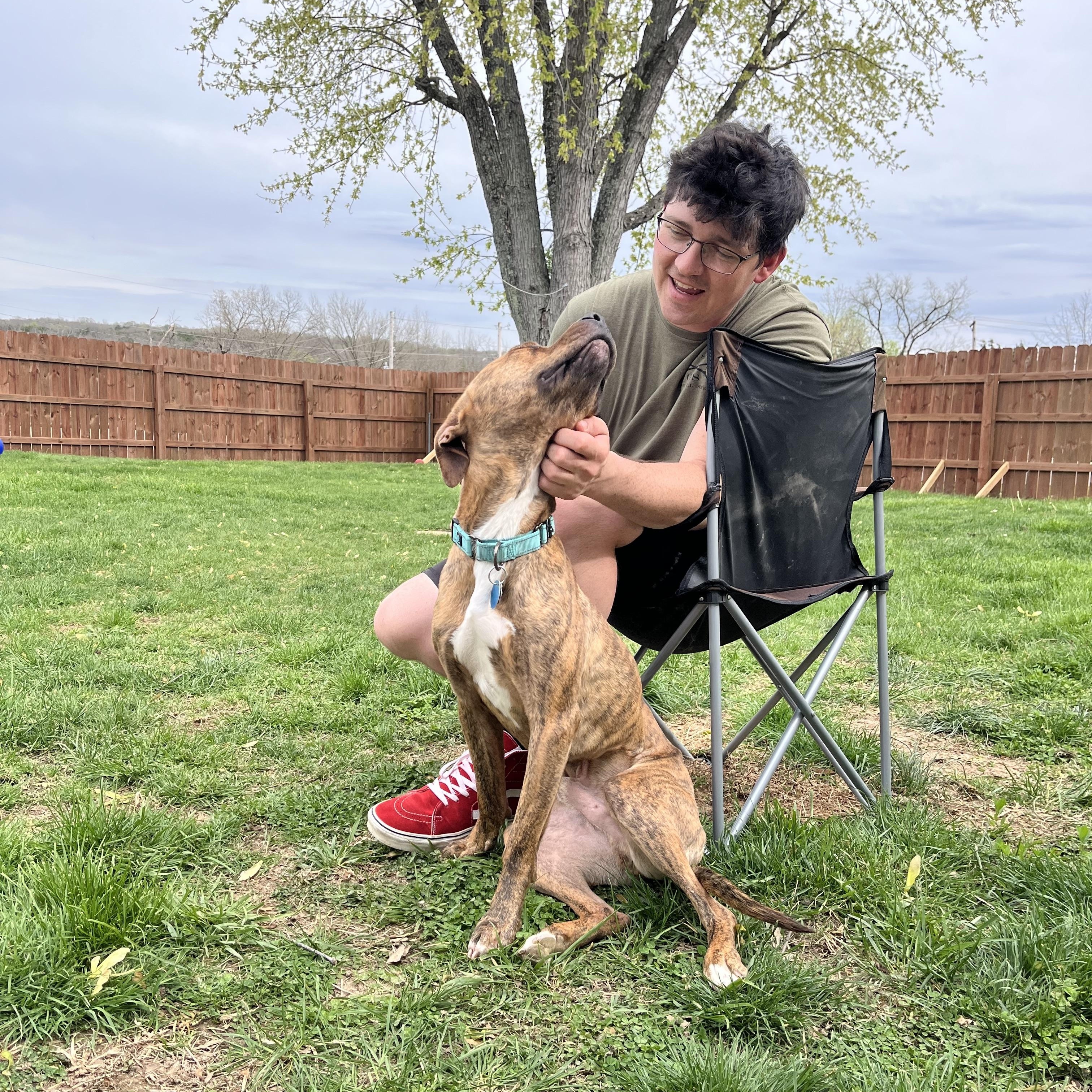 Enlarge Brad Pitt, a Adoptable mixed breed in House Springs, MO image 5/6