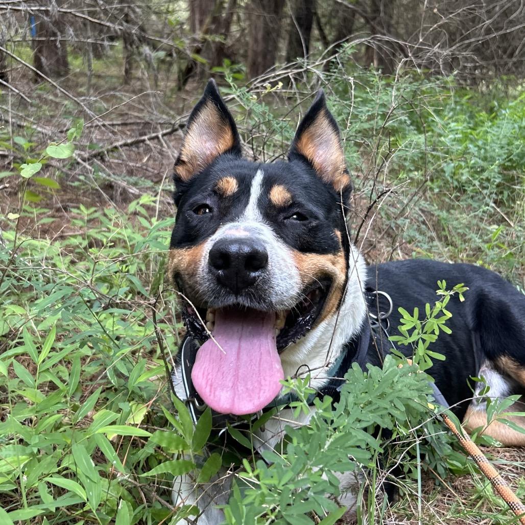 Duncan, Adoptable, Adult Male Pit Bull Terrier.