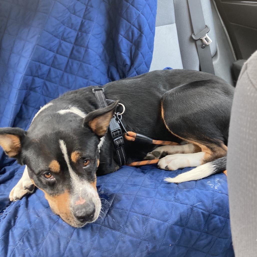 Enlarge Duncan, a Adoptable Pit Bull Terrier in Troy, VA image 2/6