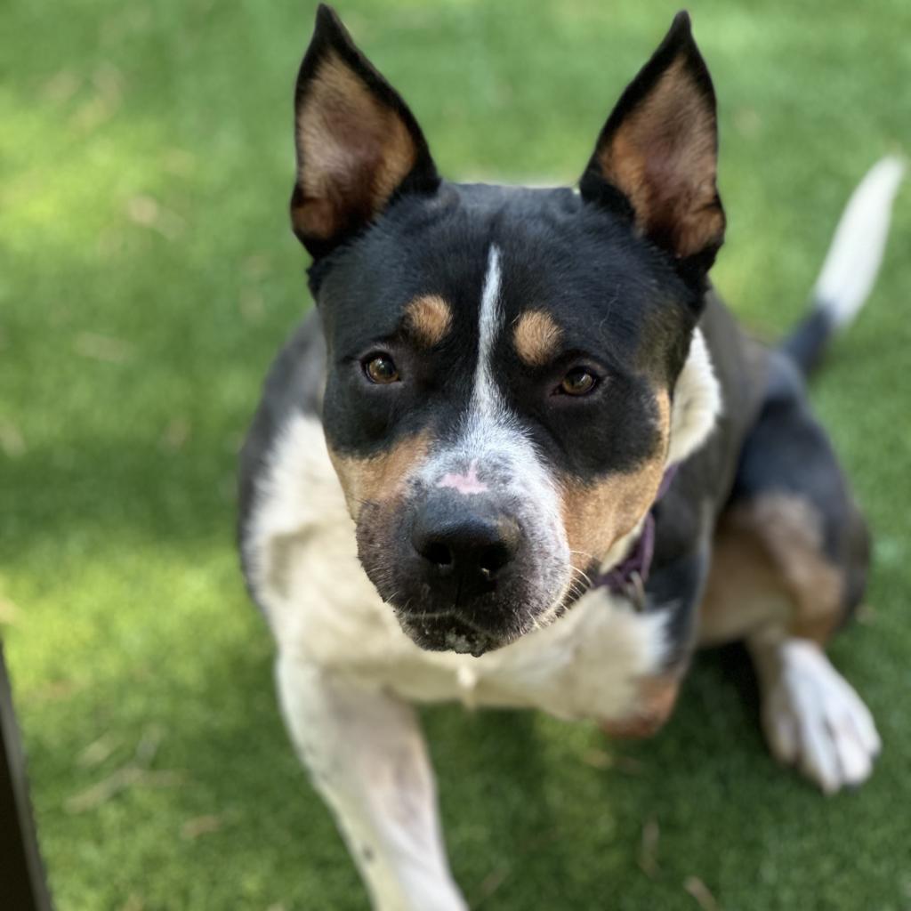 Enlarge Duncan, a Adoptable Pit Bull Terrier in Troy, VA image 3/6