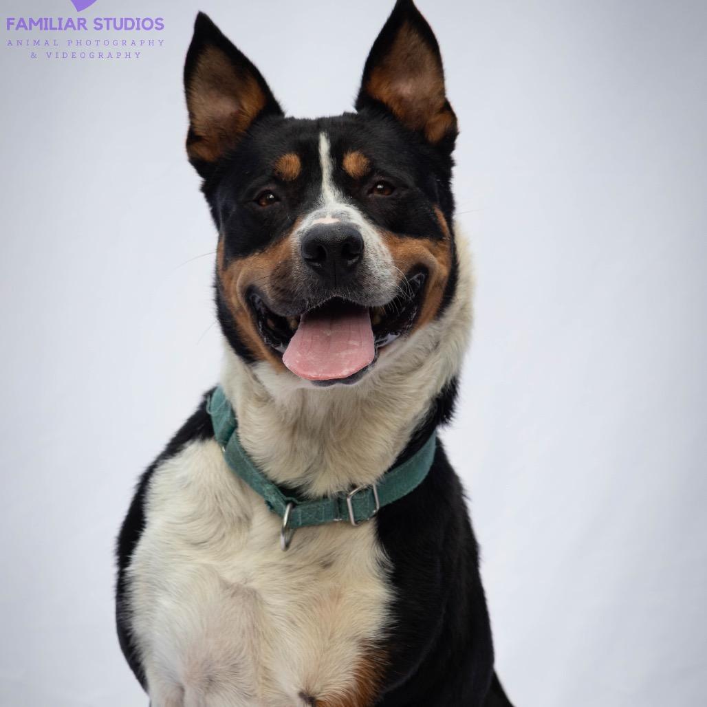 Enlarge Duncan, a Adoptable Pit Bull Terrier in Troy, VA image 4/6