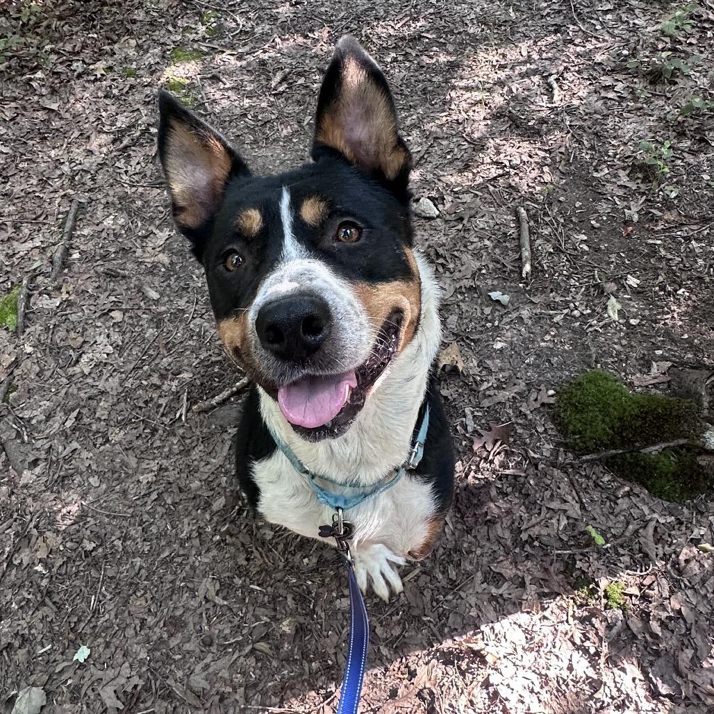 Enlarge Duncan, a Adoptable Pit Bull Terrier in Troy, VA image 5/6