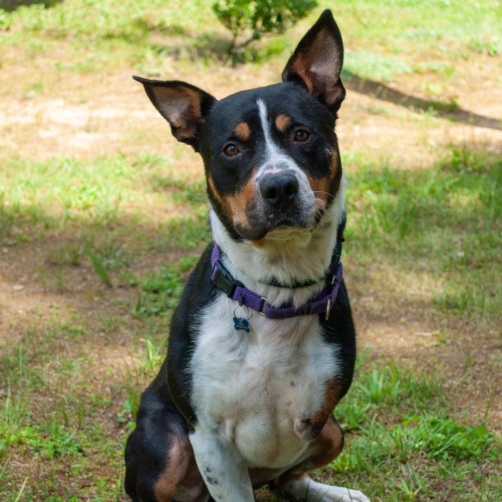 Enlarge Duncan, a Adoptable Pit Bull Terrier in Troy, VA image 6/6