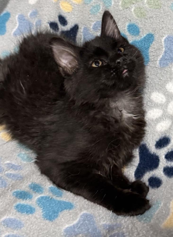Tootsie Roll, a Adoptable mixed breed in Jackson, GA image 3/6