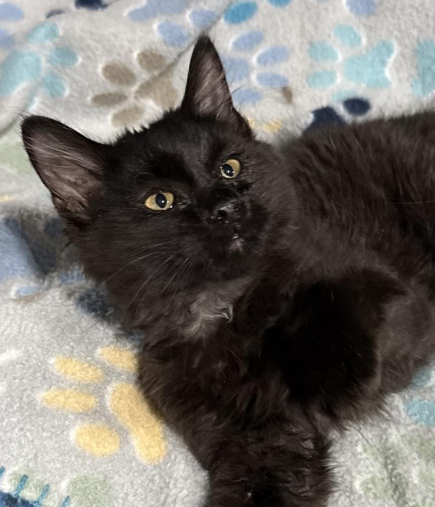 Tootsie Roll, a Adoptable mixed breed in Jackson, GA image 4/6