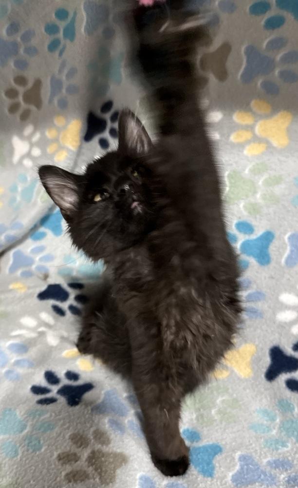Tootsie Roll, a Adoptable mixed breed in Jackson, GA image 5/6