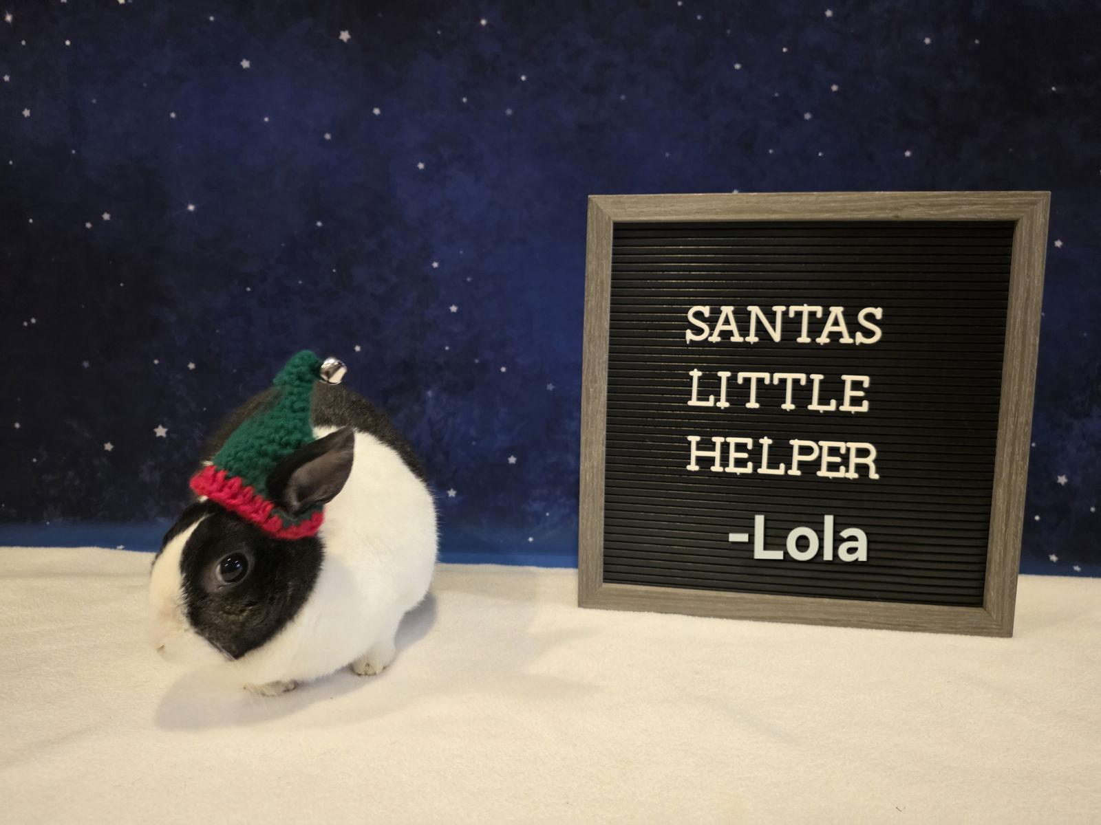 Lola, Adoptable, Adult Female Dutch.