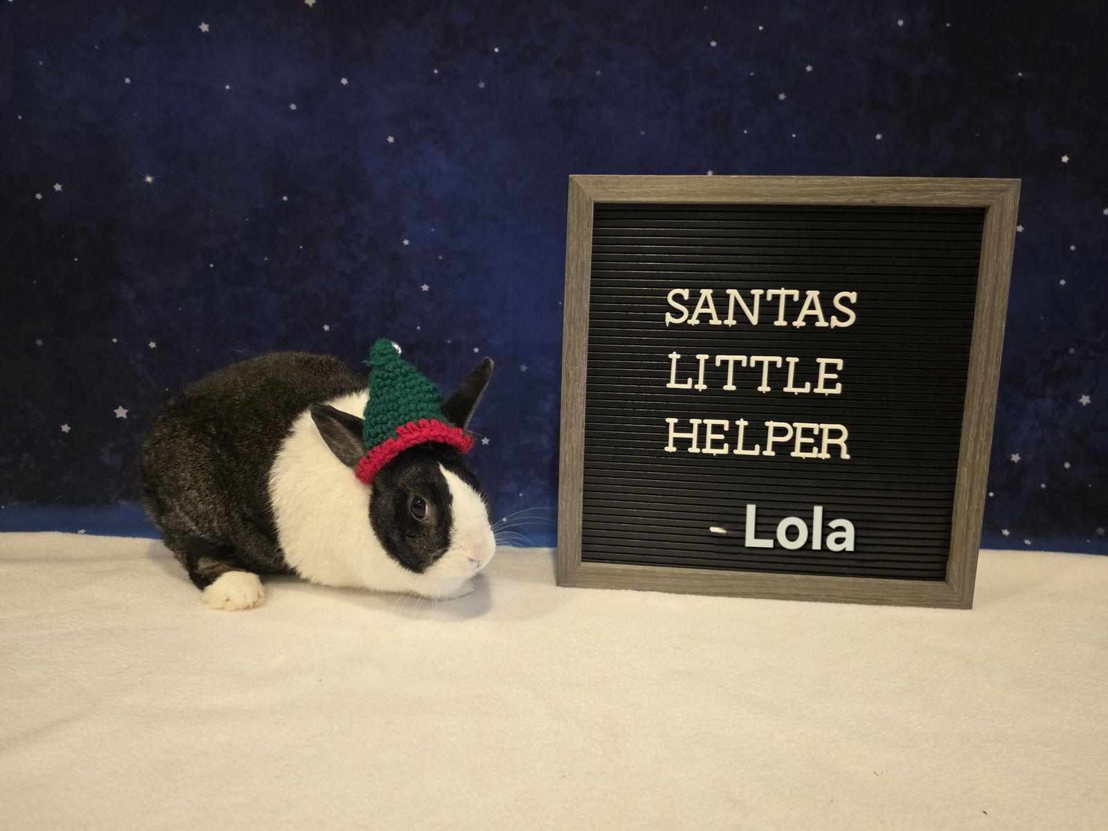 Enlarge Lola, a Adoptable Dutch in Columbus, OH image 2/3