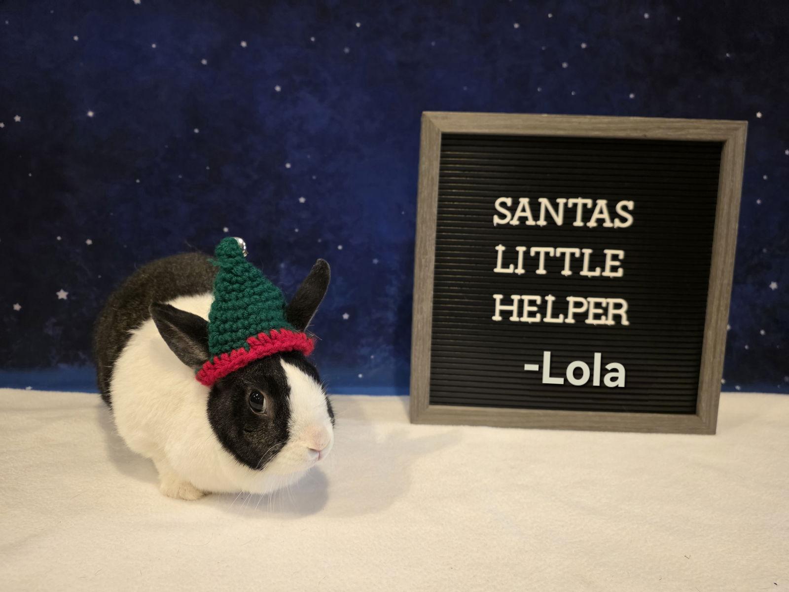 Enlarge Lola, a Adoptable Dutch in Columbus, OH image 3/3