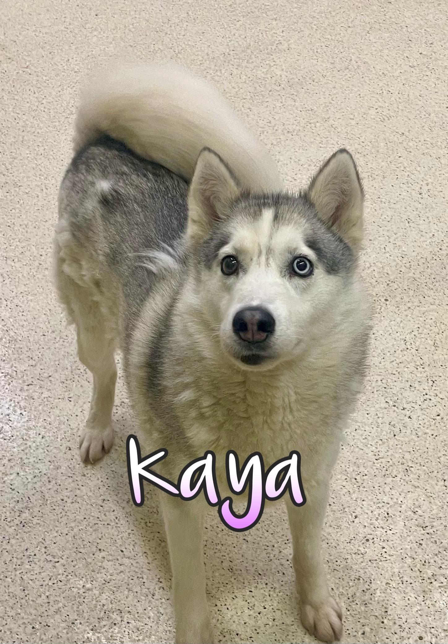 Kaya