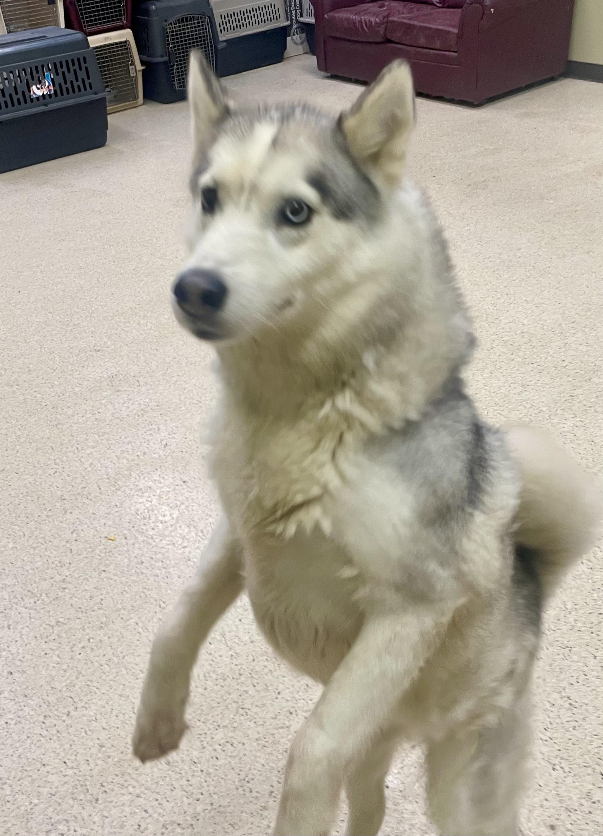 Kaya