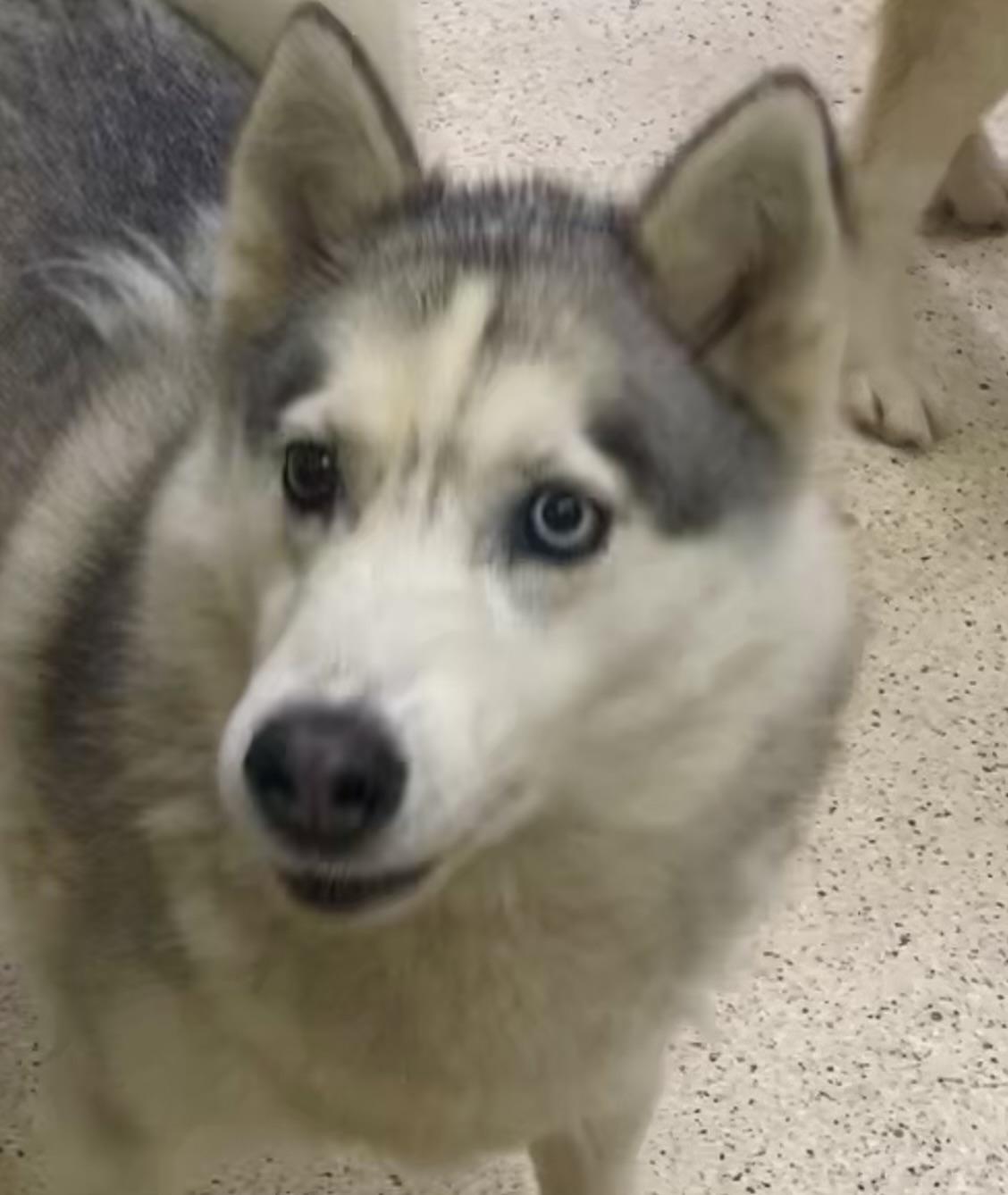 Kaya