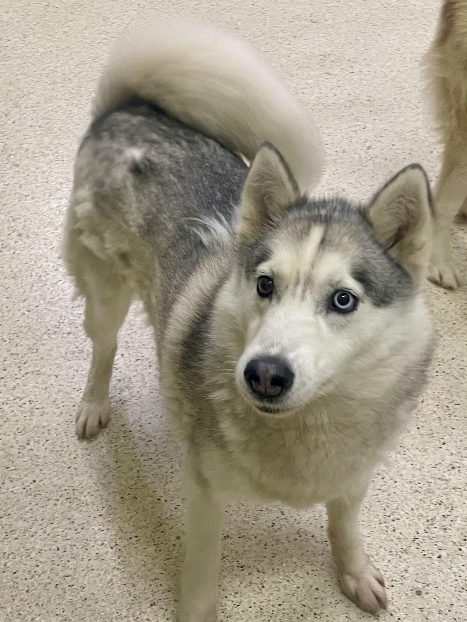 Kaya