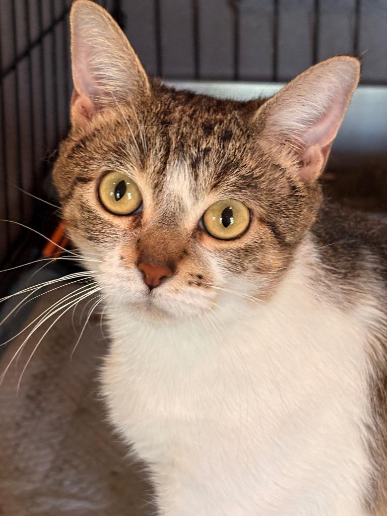 Elliana, Adoptable, Young Female Domestic Short Hair.