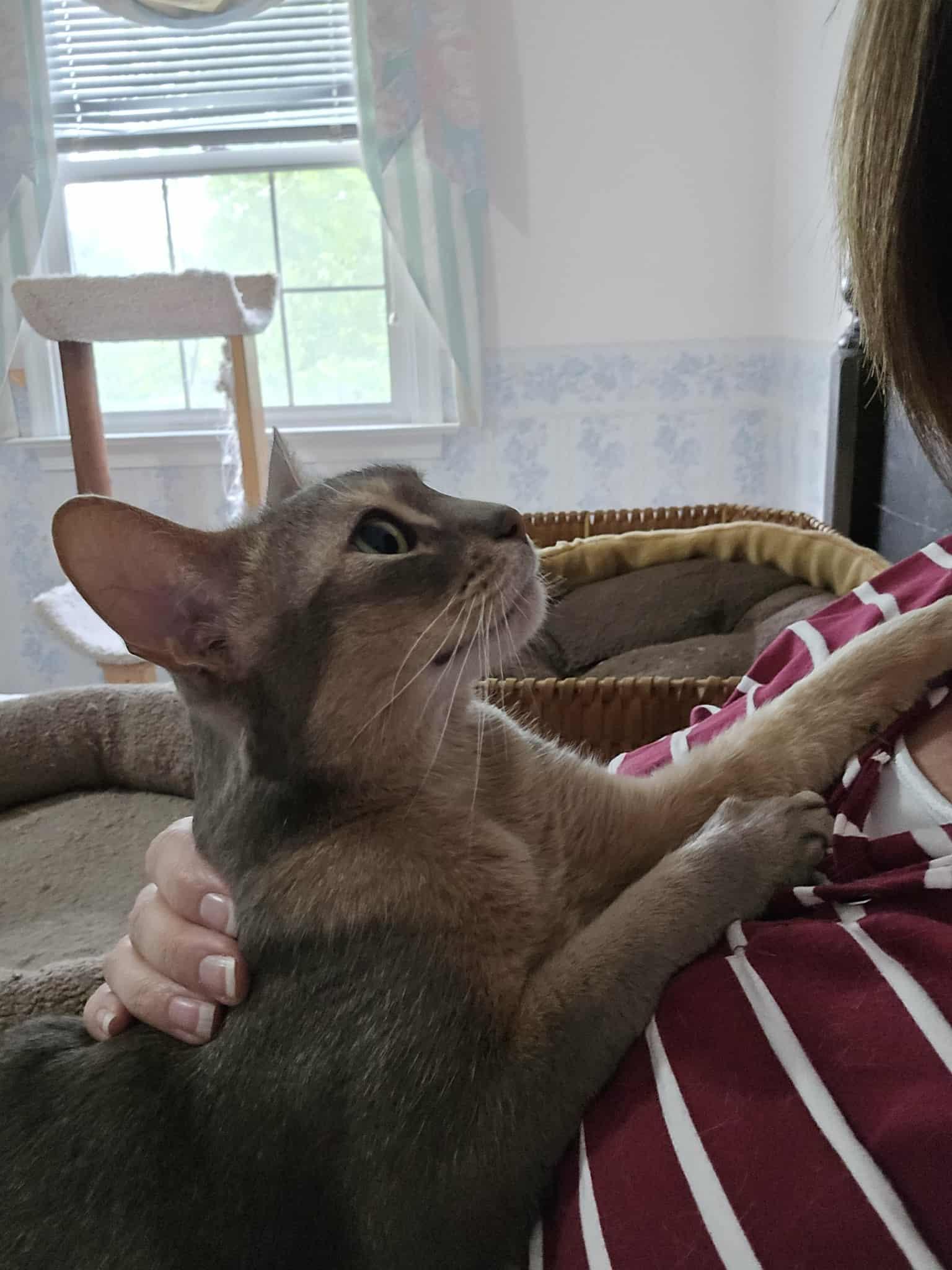 Enlarge Livvy, a Adoptable Abyssinian in Kimberton, PA image 2/4