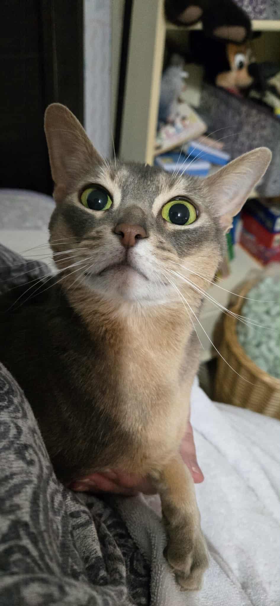 Enlarge Livvy, a Adoptable Abyssinian in Kimberton, PA image 3/4