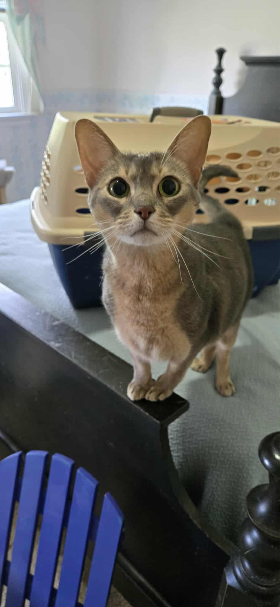 Enlarge Livvy, a Adoptable Abyssinian in Kimberton, PA image 1/4