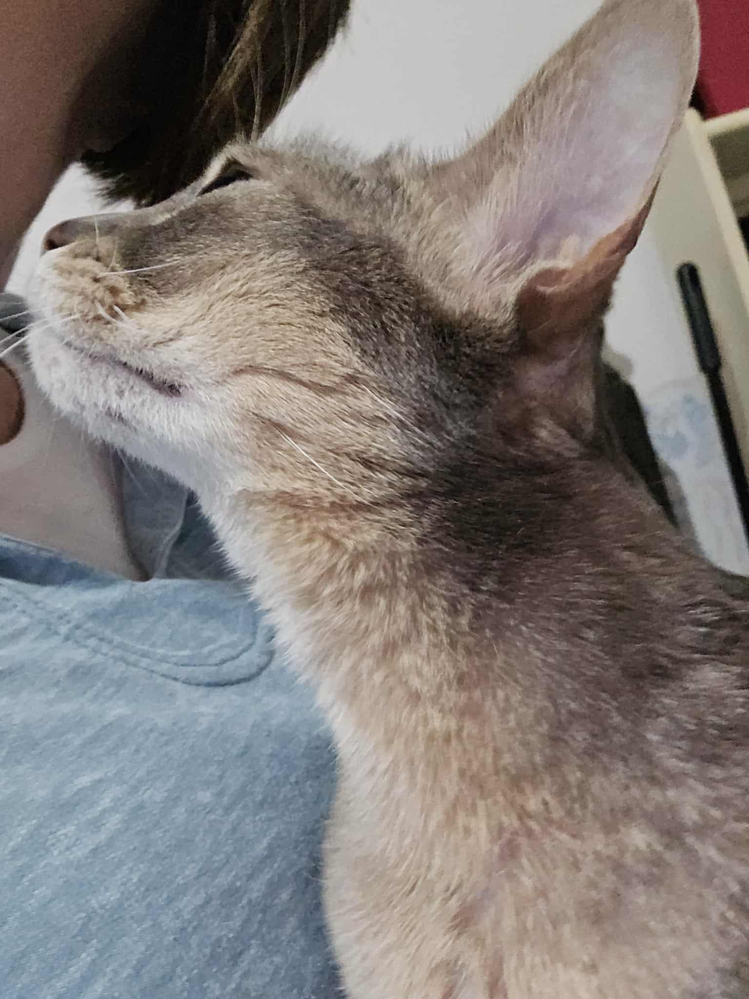 Enlarge Livvy, a Adoptable Abyssinian in Kimberton, PA image 4/4