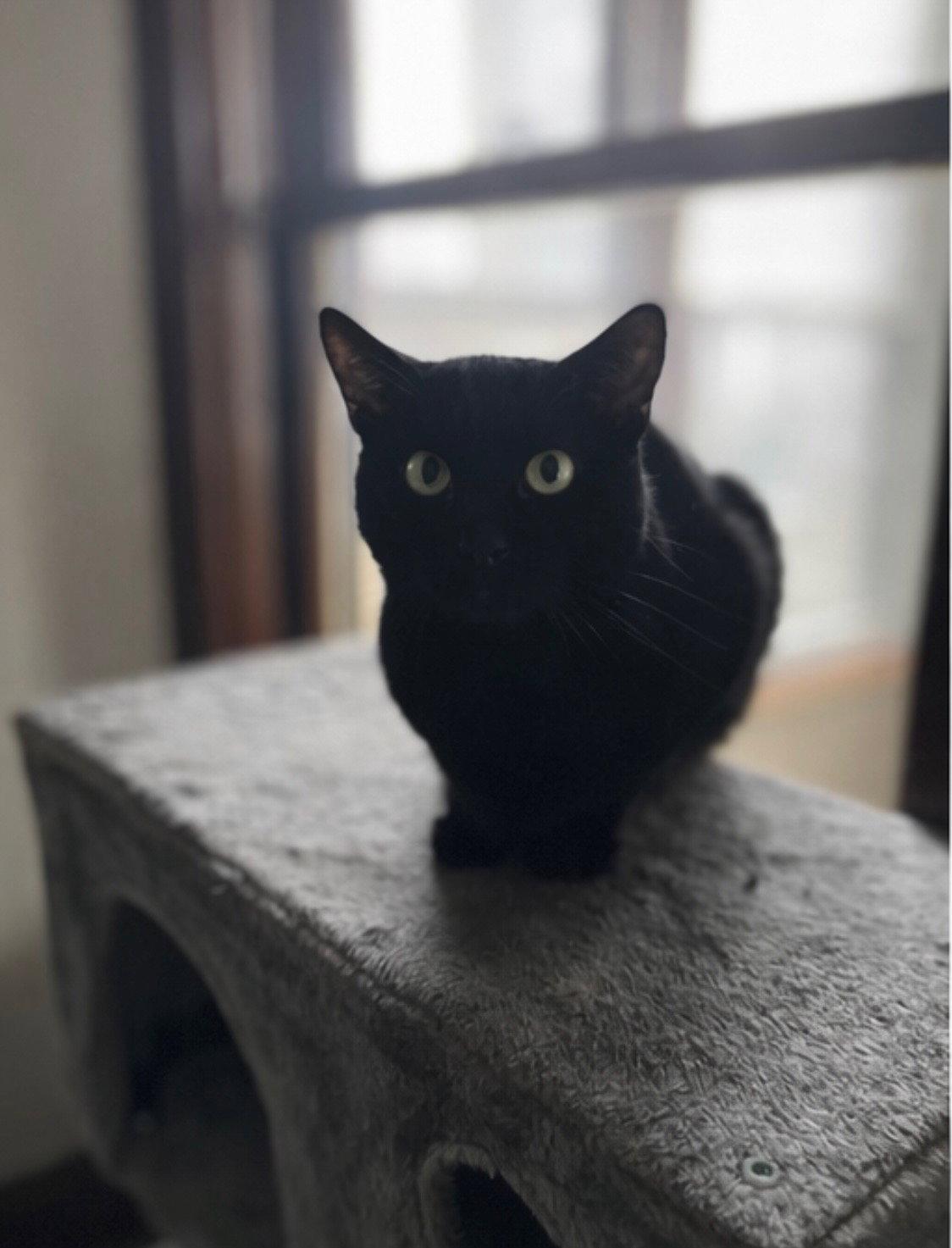 Nebraska, Adoptable, Young Male Domestic Short Hair.