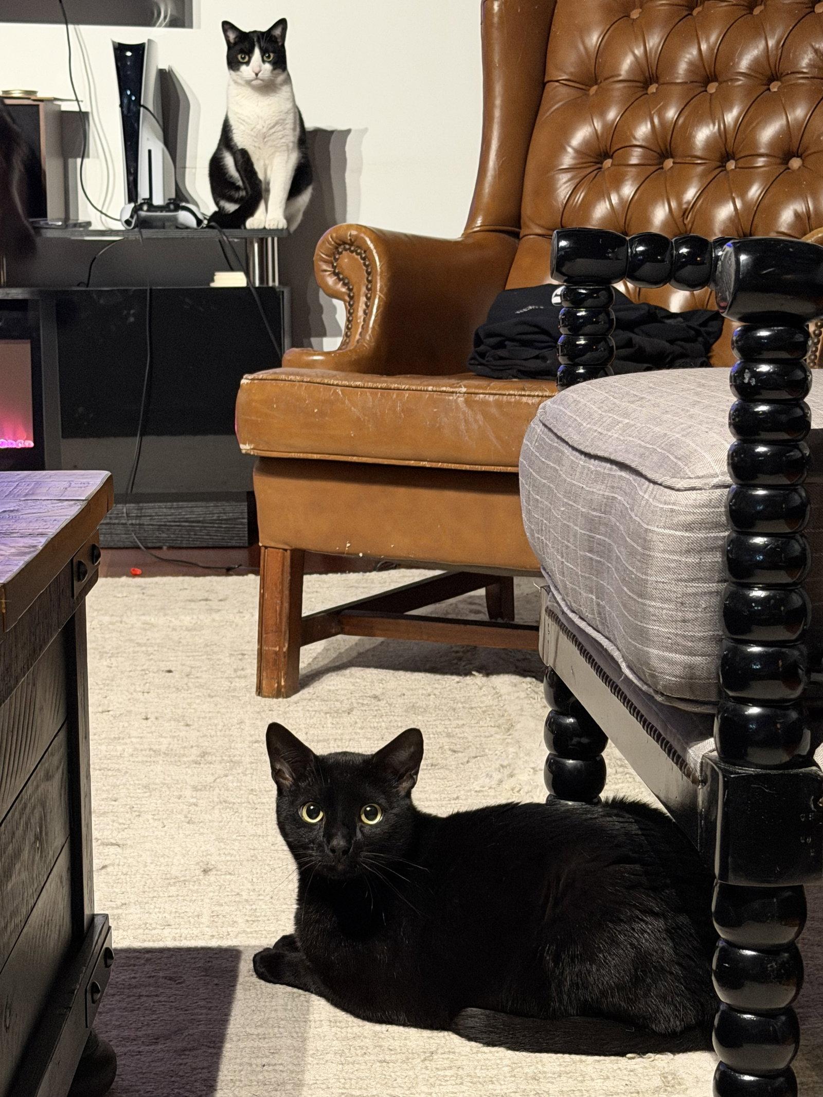 Nebraska, a Adoptable Domestic Short Hair in Somerville, MA image 2/3