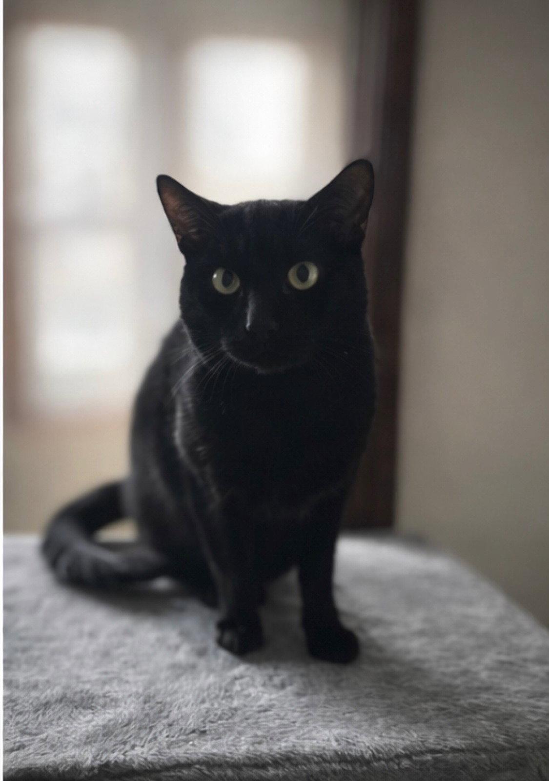 Enlarge Nebraska, a Adoptable Domestic Short Hair in Somerville, MA image 2/3