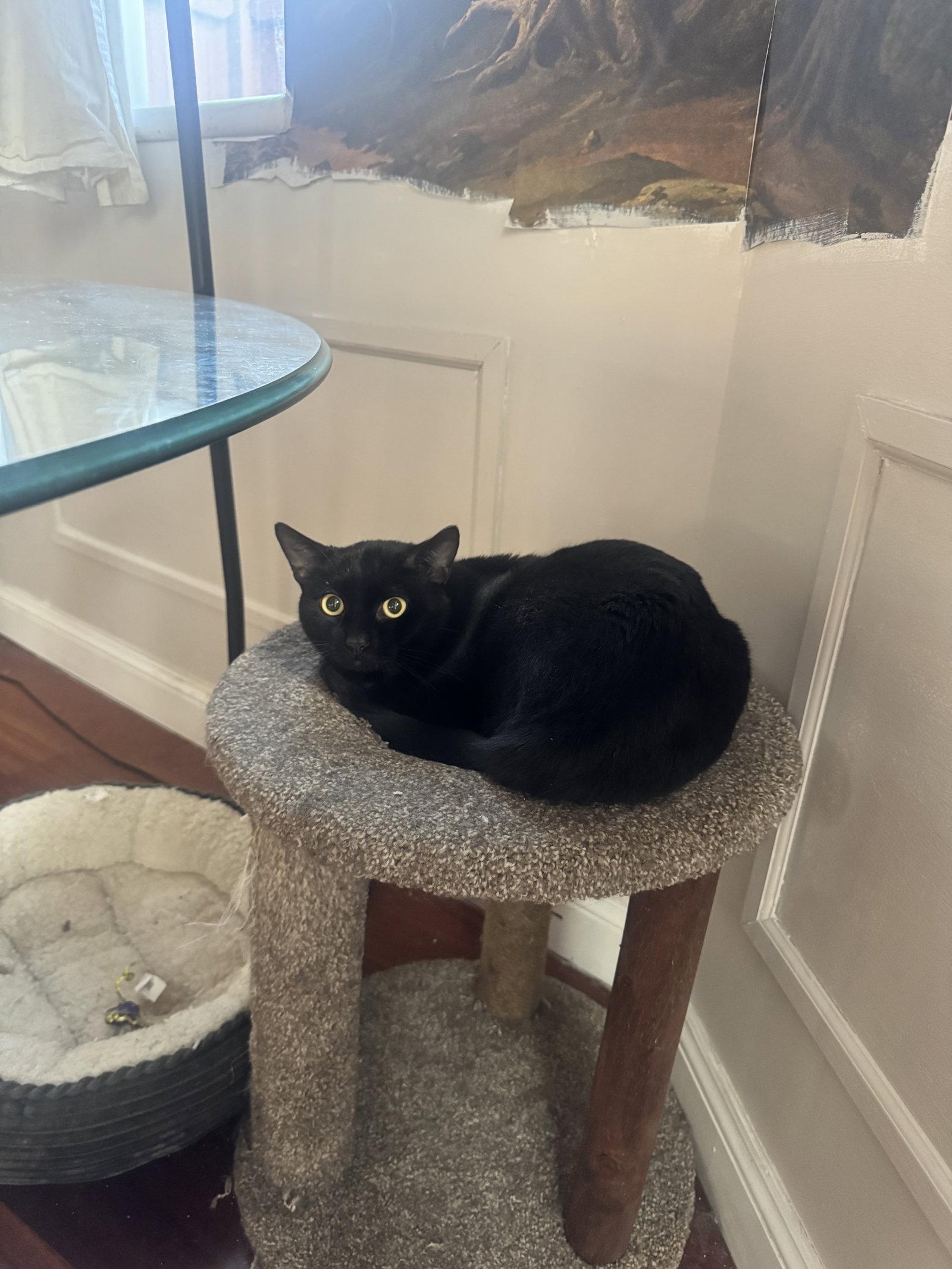 Enlarge Nebraska, a Adoptable Domestic Short Hair in Somerville, MA image 3/3