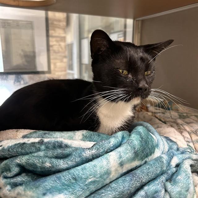SCOTTY, Adoptable, Adult Male Domestic Short Hair.