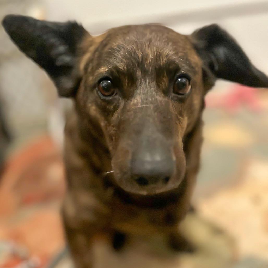 Enlarge Skyla D25-202, a Adoptable mixed breed in Lebanon, TN image 1/6