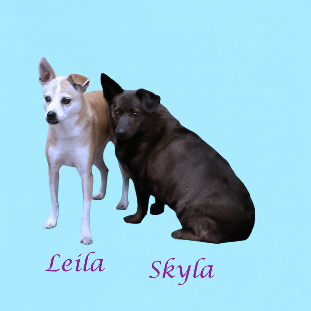 Enlarge Skyla D25-202, a Adoptable mixed breed in Lebanon, TN image 2/6