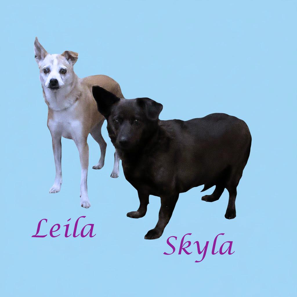 Enlarge Skyla D25-202, a Adoptable mixed breed in Lebanon, TN image 3/6