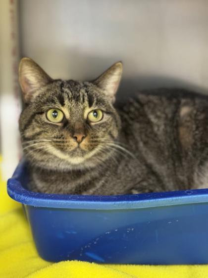 Buttercream, Adoptable, Adult Female Domestic Medium Hair & Domestic Short Hair.