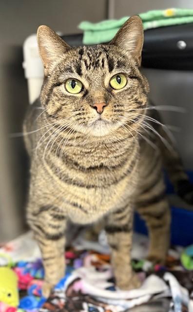 Buttercream, a Adoptable mixed breed in Columbia City, IN image 2/3