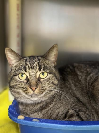 Buttercream, a Adoptable mixed breed in Columbia City, IN image 3/3