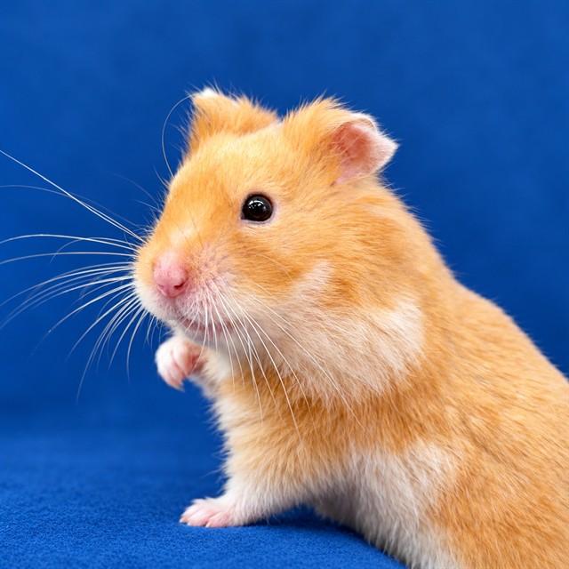 Enlarge Cheeks- 53976, a Adoptable mixed breed in Columbia, MD image 1/1