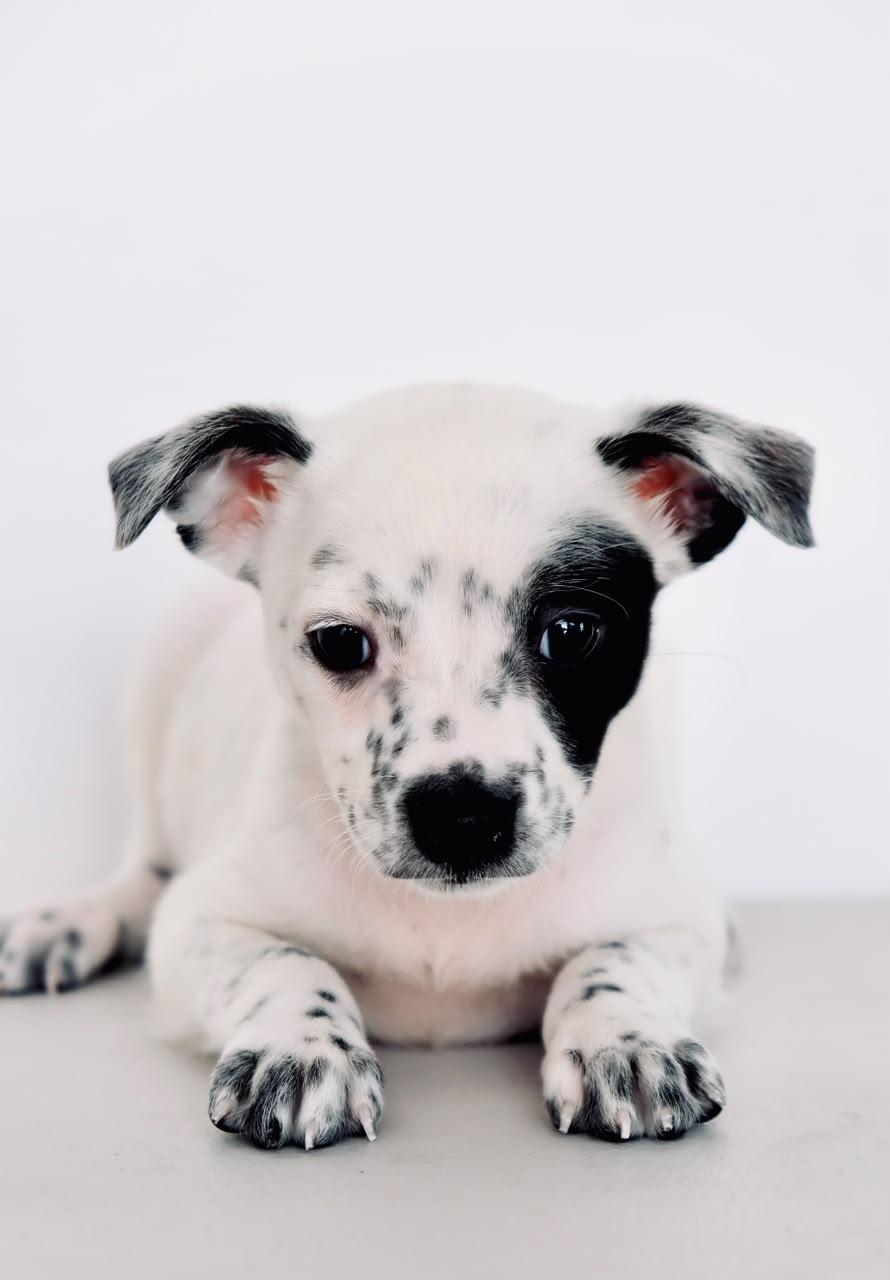 Enlarge Clementine, a Adopted mixed breed in San Diego, CA image 1/1