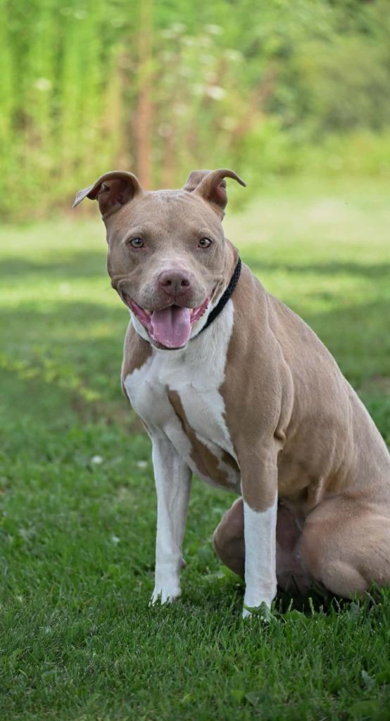 Nova, Adoptable, Young Female Pit Bull Terrier.