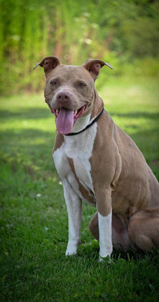 Enlarge Nova, a Adoptable Pit Bull Terrier in Lagrange, IN image 2/6