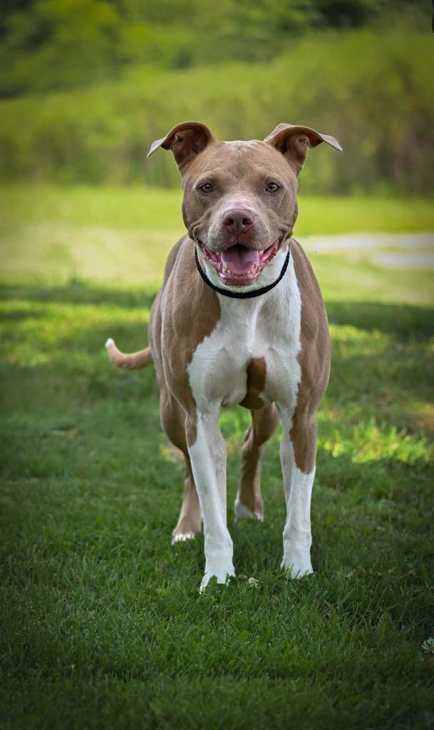 Enlarge Nova, a Adoptable Pit Bull Terrier in Lagrange, IN image 4/6