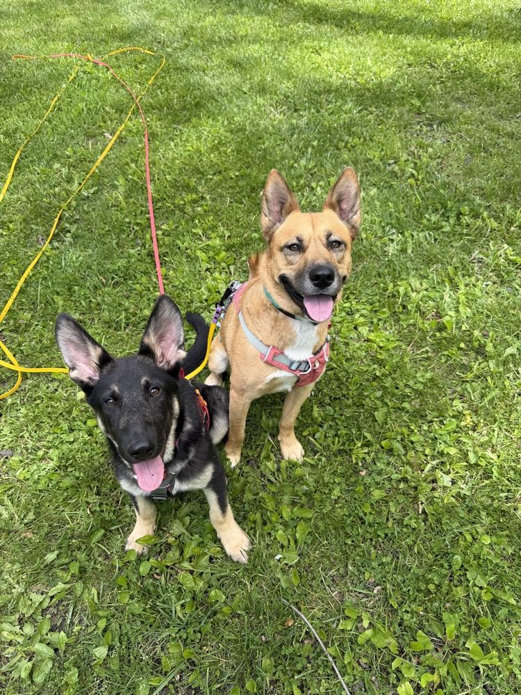 Sasha, a Adoptable German Shepherd Dog in Oakland, MI image 1/6