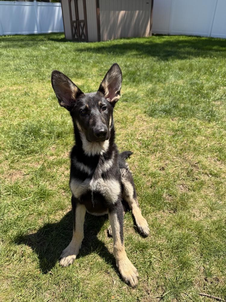 Sasha, a Adoptable German Shepherd Dog in Oakland, MI image 2/6