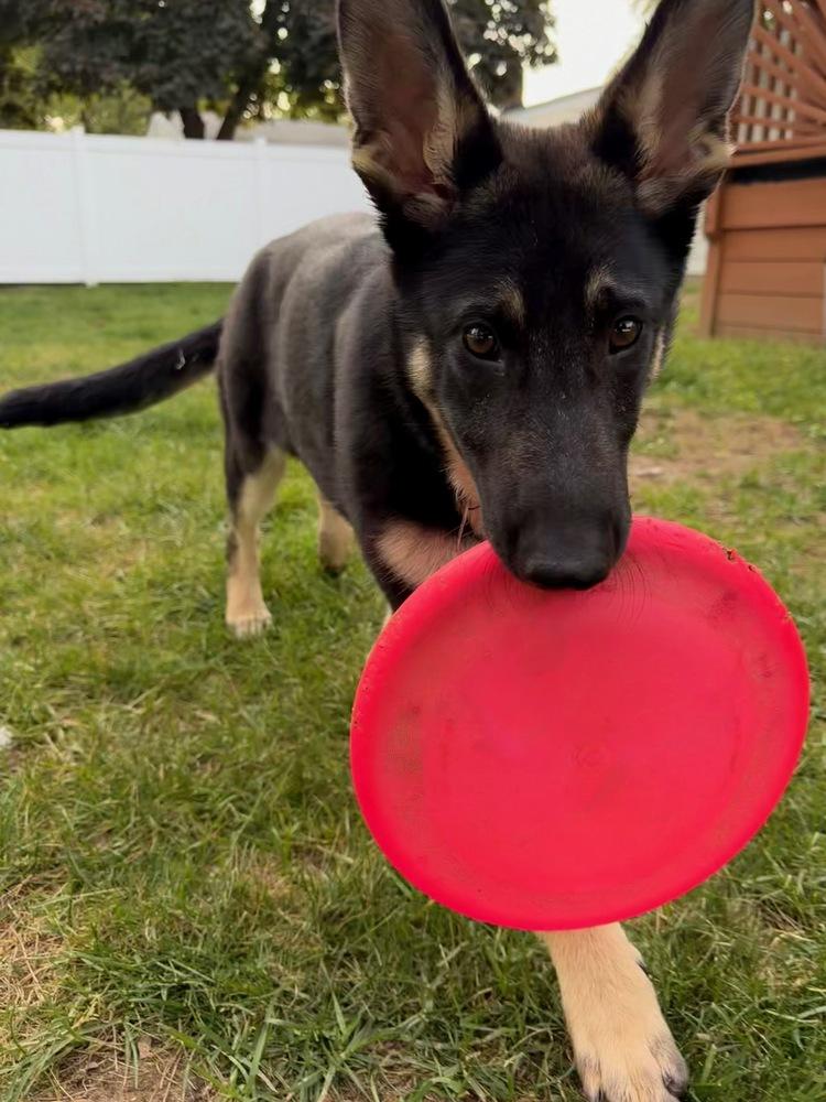 Sasha, a Adoptable German Shepherd Dog in Oakland, MI image 3/6