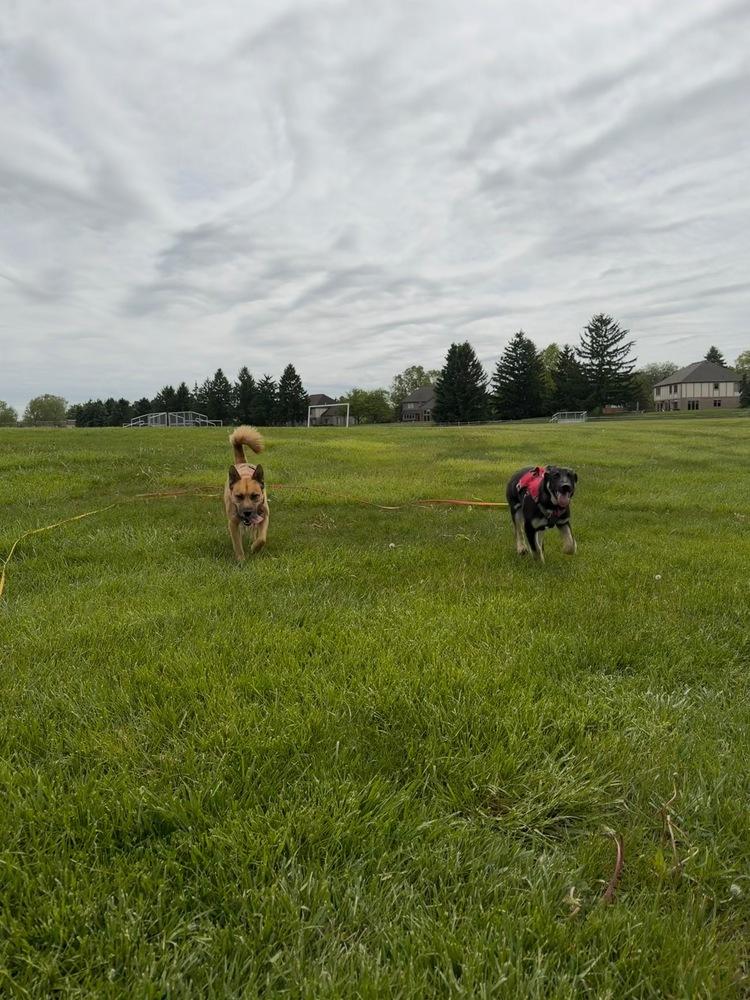 Sasha, a Adoptable German Shepherd Dog in Oakland, MI image 5/6